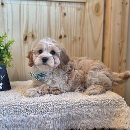 Meet Murphy :) - Apricot male Cavapoo puppy in Centerville, Iowa from Barnyard Dachshunds, Dals & Doodles