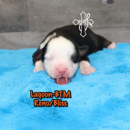 Lagoon - Black tri male Miniature American Shepherd puppy in Elgin, Oregon from Cross L Miniature American Shepherds