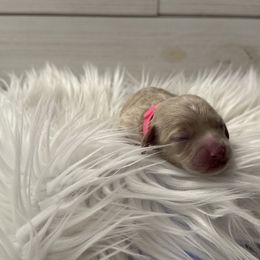 Cockapoo Puppies from Lucy Trevino-Garibay