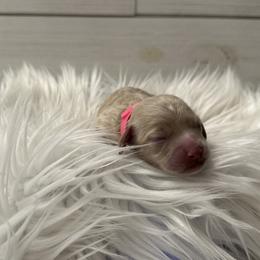 Cockapoo Puppies from Lucy Trevino-Garibay