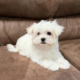 Dior - White female Maltese puppy in Beebe, Arkansas from Cedar Hill Maltese