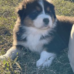 Australian Shepherd Puppies from South Ridge Aussies