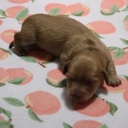 Baby girl 2 - Cream female Dachshund puppy in Staley, North Carolina from Langley Farms Dachshunds