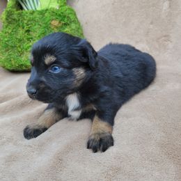 Miniature American Shepherd and Miniature Australian Shepherd Puppies from ATX Mini Aussies