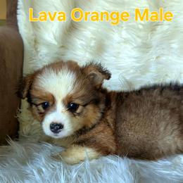 Orange Male - Sable male Pembroke Welsh Corgi puppy in Wayne City, Illinois from Lash Livestock & Corgis