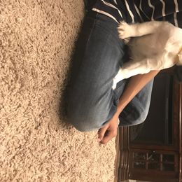 English Springer Spaniel Puppies from River’s Edge ~ English Springer Spaniels