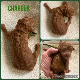 Charger - Red  male Poodle puppy in Mount Vernon, Illinois from AMC Poodles