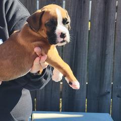 Boxer All Grown Up from Cerise's Boxers