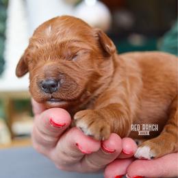 Milkshake - Red  female Goldendoodle puppy in Salado, Texas from Red Ranch Dogs