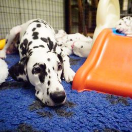 Dalmatian Puppies from Crescent Hill Dalmatians