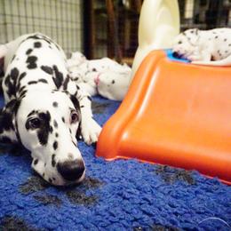 Dalmatian Puppies from Crescent Hill Dalmatians