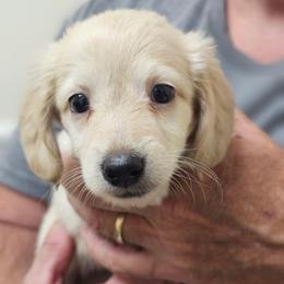 Brown collar male - Cream male Dachshund puppy in Trade, Tennessee from TN Miniature Dachshunds & Basset Hounds