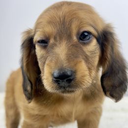 Pecan Crunch - Red male Dachshund puppy in Sacramento, California from MiniDoxPups