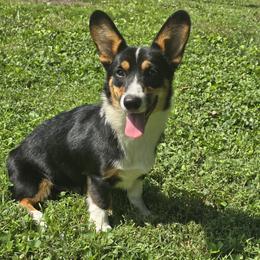 Percy - Pembroke Welsh Corgi
