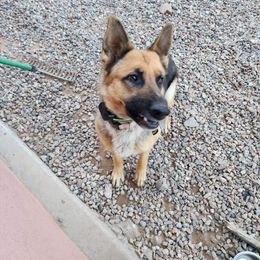 German Shepherd All Grown Up from Freiheit Von Himmel  Shepherds