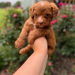Boots - Red male Cavapoo puppy in Colcord, Oklahoma from Copper Lane Aussies, Doodles & Cavapoos