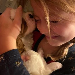 Cavalier King Charles Spaniel Puppies from CK Cavaliers