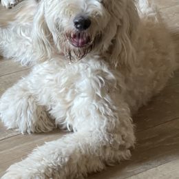 Bernedoodle and Goldendoodle All Grown Up from Rose canyon doodles