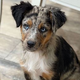 Lyra - Miniature Australian Shepherd