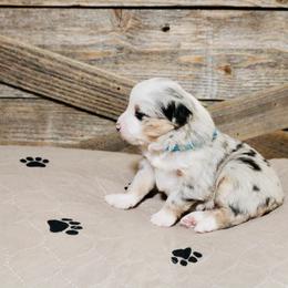 Miniature Australian Shepherd Puppies from Broken T Australian Shepherds