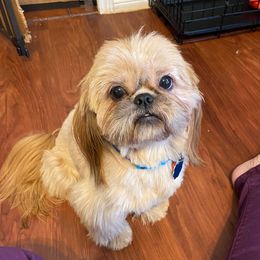 Ben - Shih Tzu