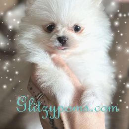 Pomeranian Puppies from Glitzypoms