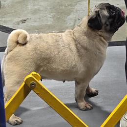 Pug puppies from Von Katzenstein Kennel