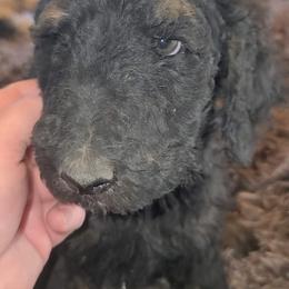 Arnold click for video - Phantom male Poodle puppy in Paonia, Colorado from Sillydogs Poodles