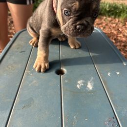 French Bulldog Puppies from Josh Hansen