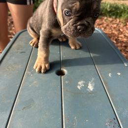 French Bulldog Puppies from Josh Hansen