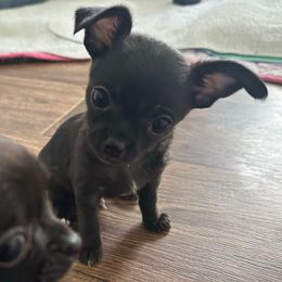 Loki - Black male Chihuahua puppy in Coweta, Oklahoma from Green Country Chihuahuas