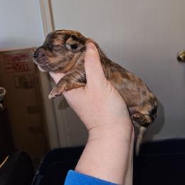 Girl 1 - Dapple female Dachshund puppy in Lansing, Michigan from Black Thunder 517 Cane Corso and Dachshunds