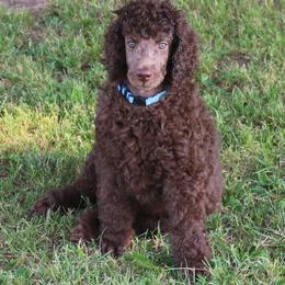 Poodle Puppies from RK'S Pets