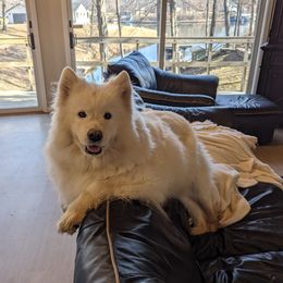Samoyed puppies from The Office Pups