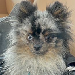 Jonah - Pomeranian