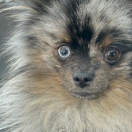 Jonah - Pomeranian