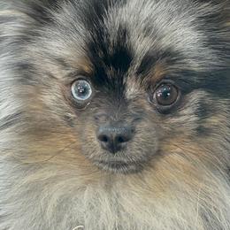 Jonah - Pomeranian