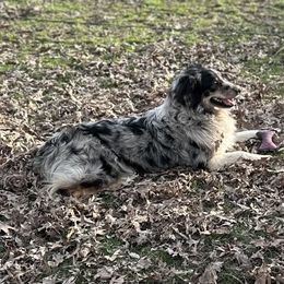 Australian Shepherds from Southern Sass Aussies