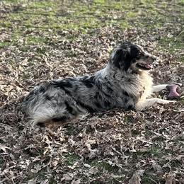 Australian Shepherds from Southern Sass Aussies