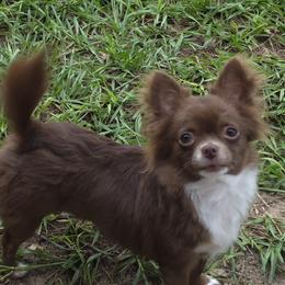 Duchess - Chihuahua