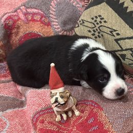 Australian Shepherd Puppies from Hall's Australian Shepherds