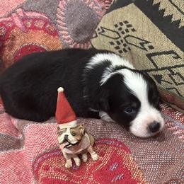 Australian Shepherd Puppies from Hall's Australian Shepherds