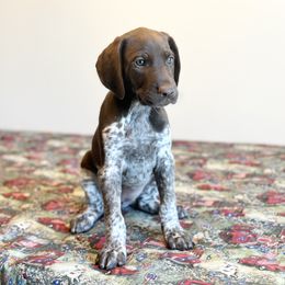 German Shorthaired Pointer, Labrador Retriever, and Working Cross Puppies from Upland Valley Kennels