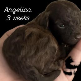 Angelica - Red  female Goldendoodle puppy in Midlothian, Virginia from King’s  Castle of Doodles