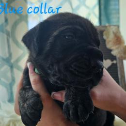 Light Blue Collar - Brindle male Mastiff puppy in Linton, Indiana from Riggins Mastiffs and Danes