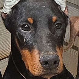 Tan boy - Doberman Pinscher puppy in Georgia from Jeti Dobermans