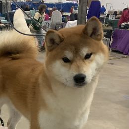 Eri - Shiba Inu