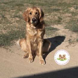 Bailey - Golden Retriever