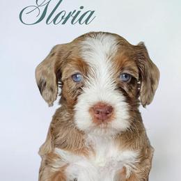 Gloria - Merle female Bernedoodle puppy in Glenford, Ohio from Mi-De Doodles