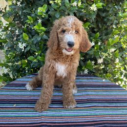 Goldendoodle Puppies from Cali Doodles
